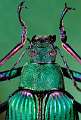 Campsiomorpha ducali